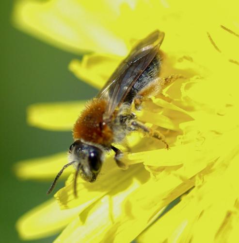 Réf. 227 581 : Andrena haemorrhoa